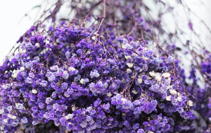 https://www.driedflowersdecor.co.uk/products/preserved-gypsophila-purple-white-flowers-bunch-70cm
