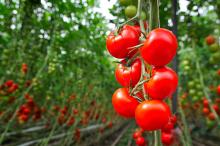 Plant Biostimulants