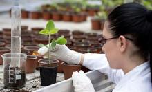 Plant Tissue Culture: A Cutting-Edge Innovation in Plant Science