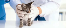 cat spaying Dubai
