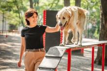 Dog Training in Surat