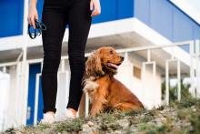 Dog Walkers in Noida