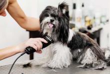 Dog Grooming in Faridabad