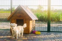 Dog Hostel in Ghaziabad