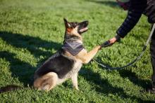 Dog Training in Agra