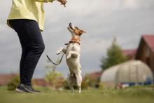 Dog Training in Bhopal