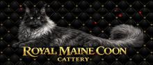Trusted Maine Coon Breeder In USA