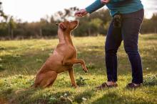 Dog Trainer in Delhi