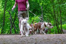 Dog Walking Services in Bangalore