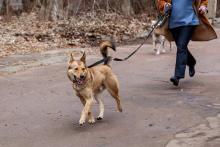 Dog Walking Services in Delhi