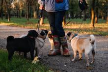 Dog Walkers in Lucknow