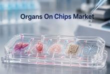 Organs On Chips Marke Size, Organs On Clips Market Forecast