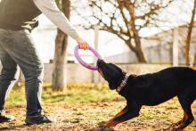 Dog Training Service in Lucknow