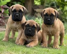 Bullmastiff Puppies for Sale in Delhi