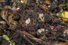 Best Worm Composting