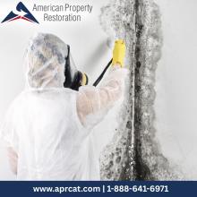 Mold Remediation Madison