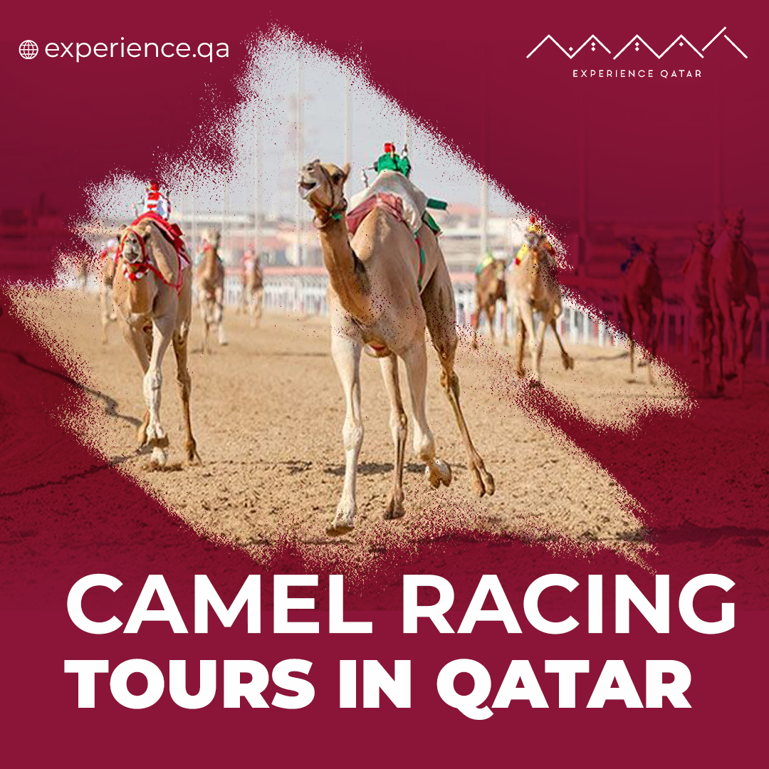 camel racing tours in Qatar
