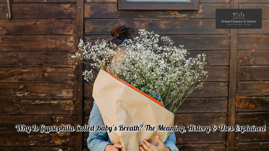 Why Is Gypsophila Called Baby’s Breath