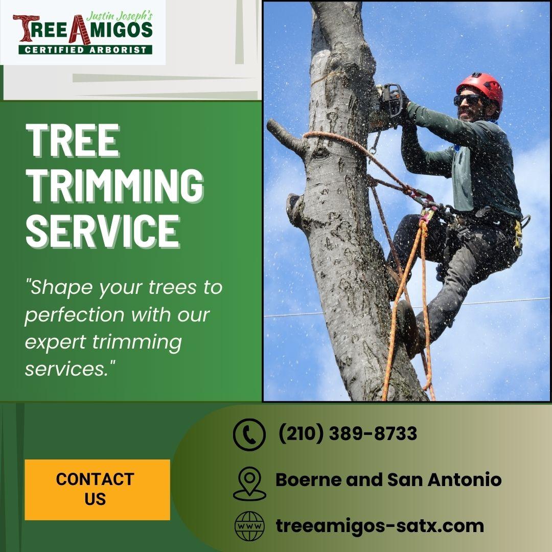 Tree Trimming  in Boerne and San Antonio