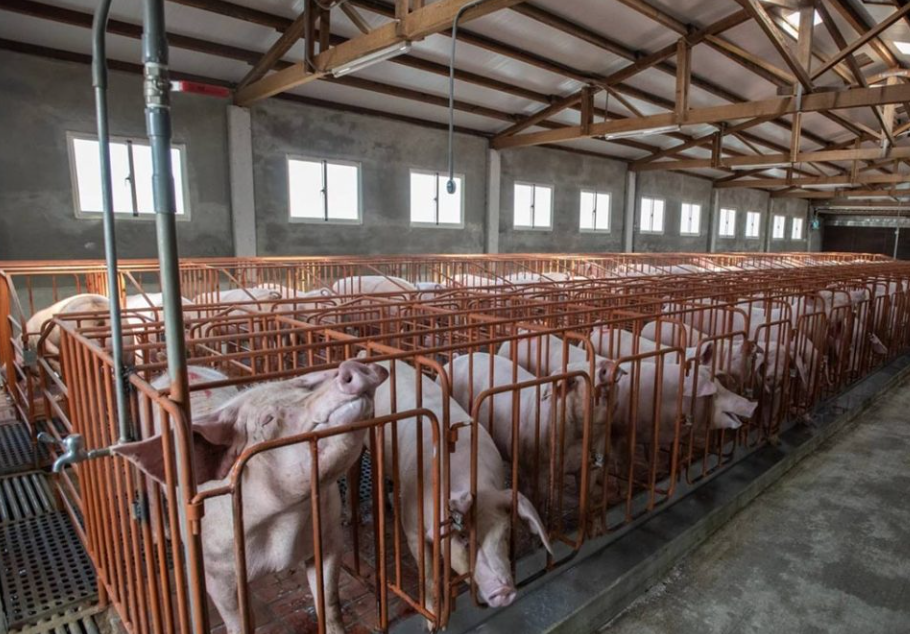 pig farm