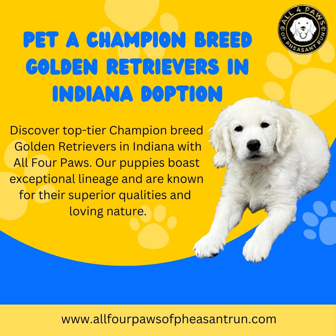 Champion Bred Golden Retrievers in Indiana