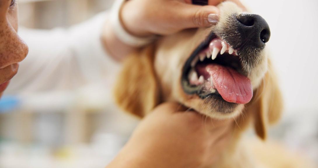 Pet Dental Care