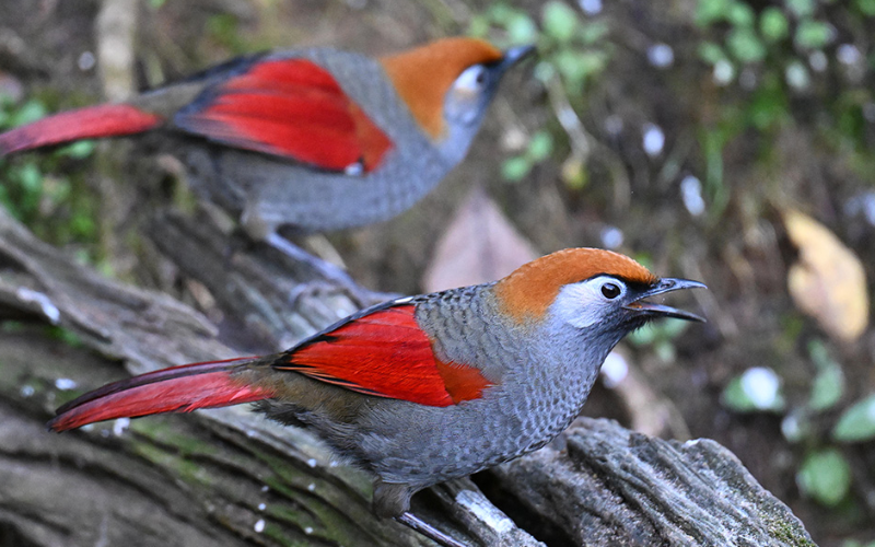 Sichuan Birding Tours