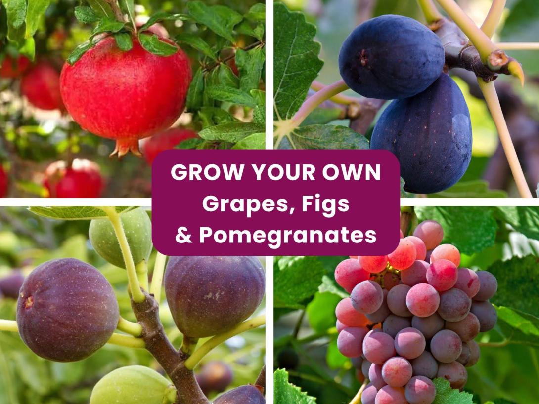 Growing Grapes, Figs & Pomegranates in the East Bay