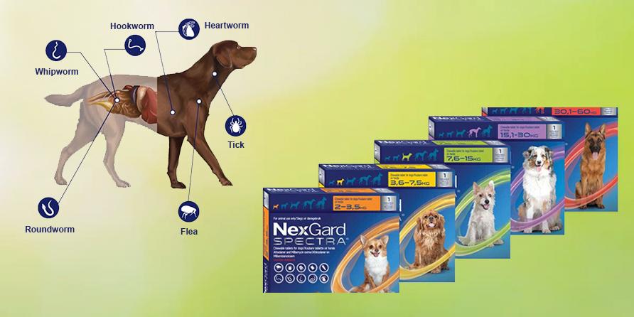 Nexgard Spectra for Dogs - Get 20% OFF and Free Shipping