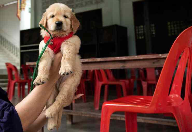 Dog Hostel in Hyderabad
