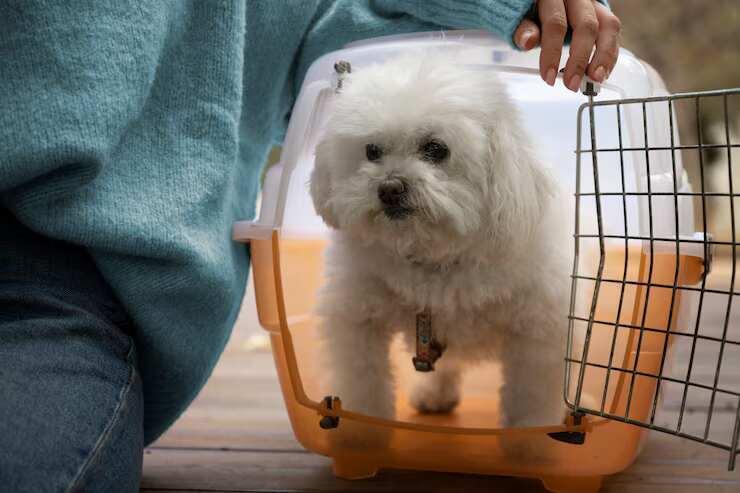 Dog Hostel in Jaipur