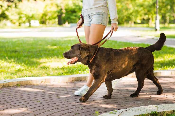Dog Walkers in Surat