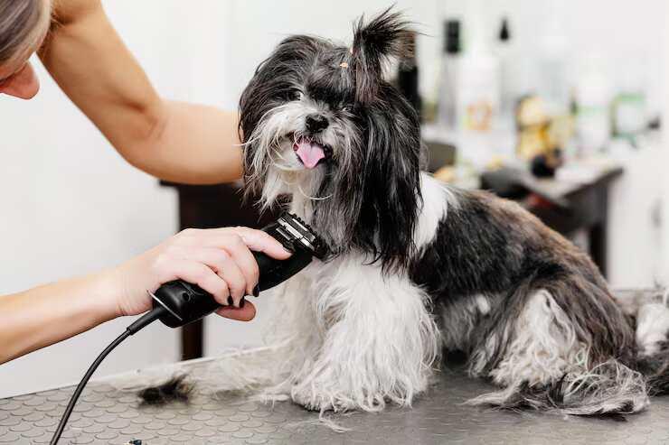 Dog Grooming in Faridabad