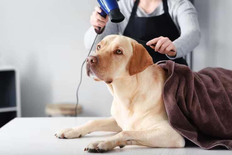 Dog Grooming in Kochi