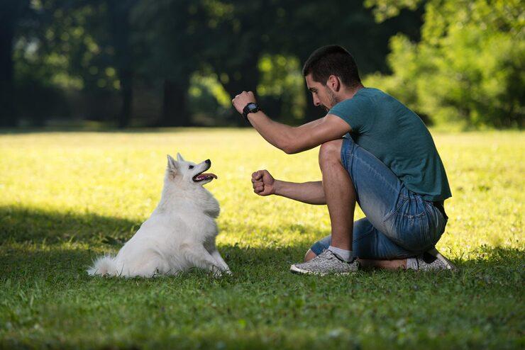 Dog Training in Amritsar