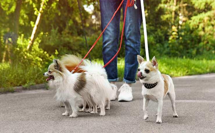 Dog Walkers in Bhopal