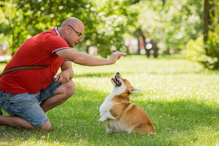 Dog Trainer in Surat
