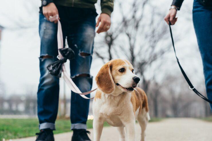 Dog Walking Services in Hyderabad