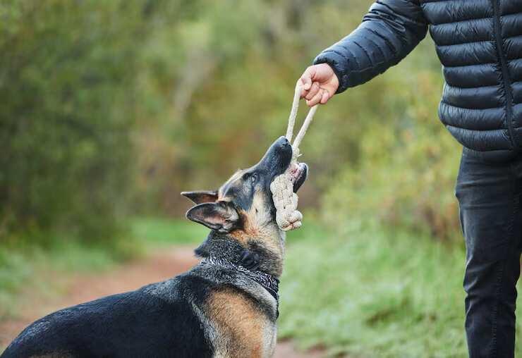 Dog Trainer in Ajmer