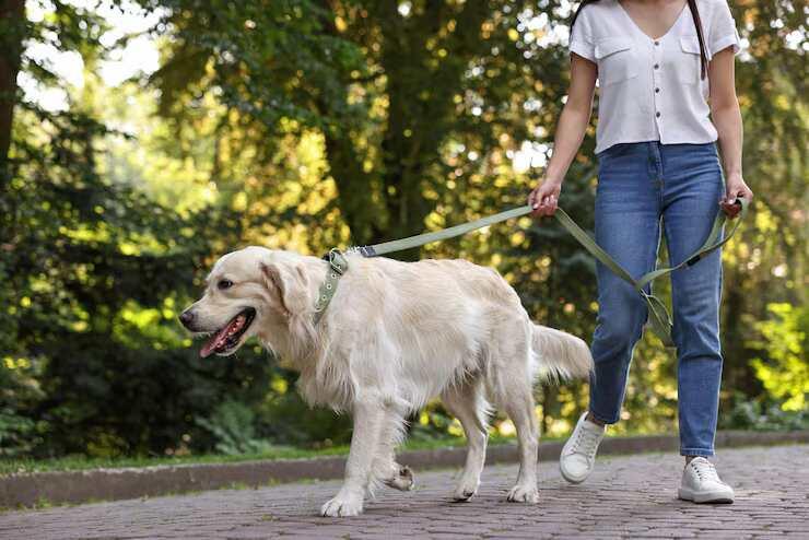 Dog Walking Services in Bhubaneswar