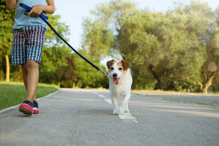 Dog Walking Services in Faridabad