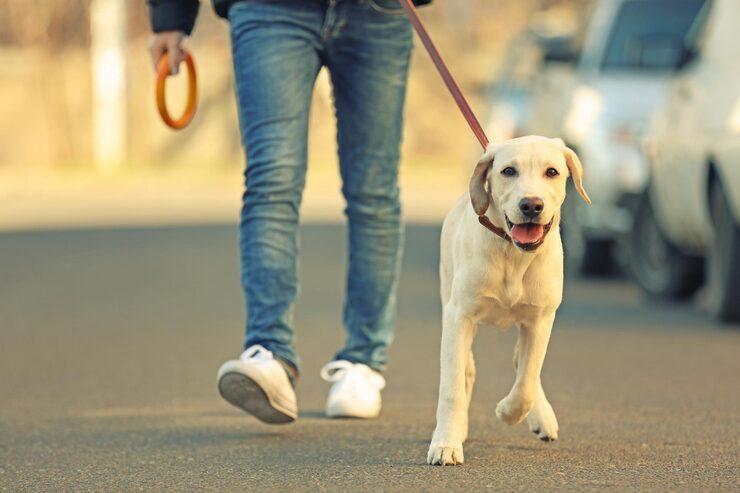 Dog Walking Services in Patna