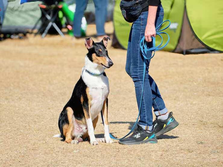 Dog Training Service in Noida