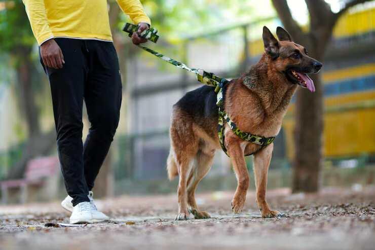 Dog Walkers in Chandigarh
