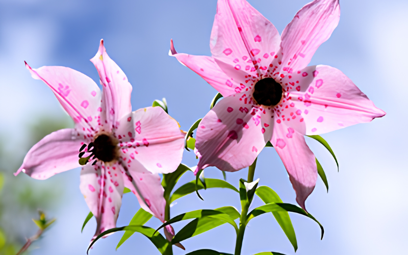 China Endemic Plants Trip