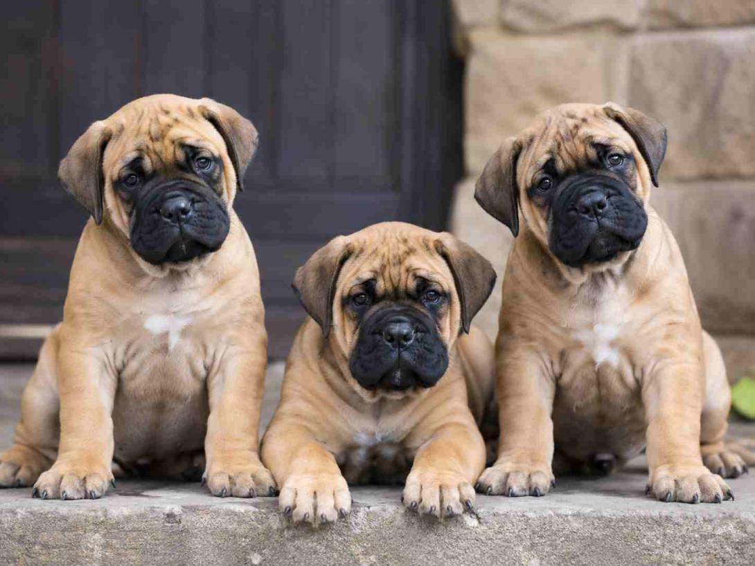 Bullmastiff Puppies for Sale in Hyderabad
